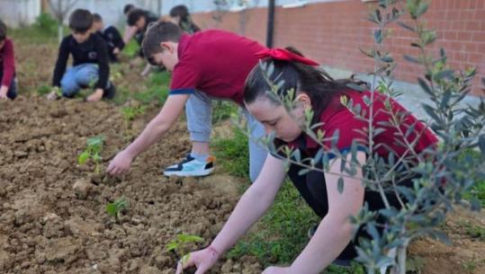 Programi ‘Toka në Shkollë’/ 'Bujqit' e vegjël të ‘Vaçe Zelës’ në Tiranë mbjellin perime e kujdesen për natyrën