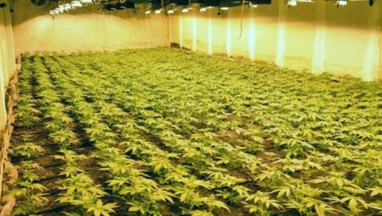 Zbulohet magazina me 1920 rrënjë kanabisi në Bergamo të Italisë, 2 shqiptarë në prangat e policisë 