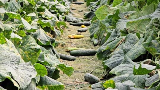 Prodhimi i kastravecit në Roskovec nën kosto, fermerët përballë humbjeve: Nuk ia dalim dot