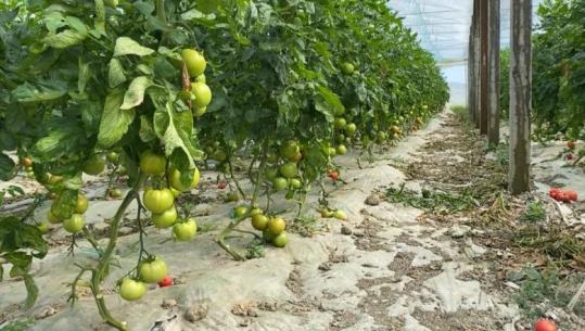 “Domaten bio e shesim me 1.8 euro