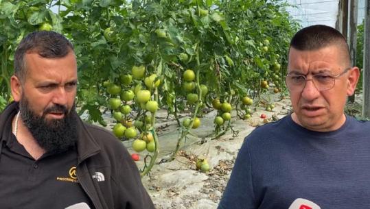 “Domaten bio e shesim me 1.8 euro