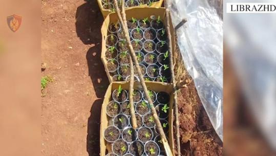 Librazhd/ Kishin kultivuar kanabis në fshatin Xhyrë, në pranga dy të rinjtë