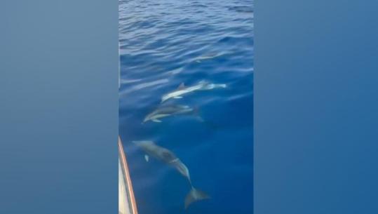Spektakël i rrallë në Himarë, delfinët mahnisin turistët në mes të detit