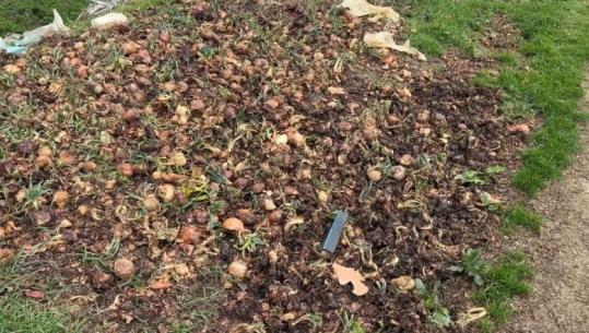 Prodhime stok të qepës në Maliq, fermerët kërkojnë ndërhyrje urgjente: Rritja e importeve, ka ulur kërkesën për prodhimin vendas