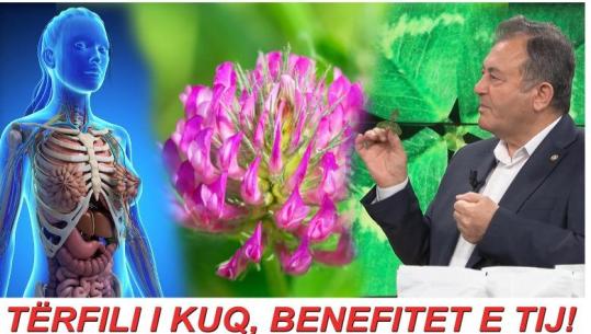 Sekreti i Tërfilit të kuq që gratë nuk duhet ta injorojnë! Bima ‘magjike’ që balancon hormonet