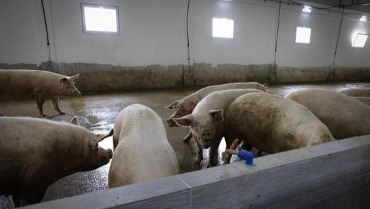 Skema Kombëtare 2026, Salla: Për herë të parë, mbështetje për mbarështimin e derrave