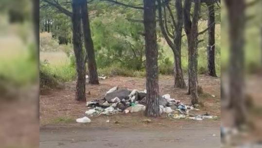 ‘Velipoja s’është gati për sezonin turistik’, deputeti i PD për Shkodrën denoncon ndotjen
