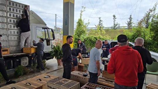 Shoqata e pëllumbave të postës proteston në Fier: Po na pengojnë të garojmë jashtë vendit