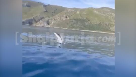 Vlorë/ Delfinët mahnisin turistët në Gjirin e Bristanit, shoqërojnë skafin turistik