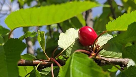 Bie me 60 për qind prodhimi i qershive në Drenovë të Mallakastrës! Fermeri: Kam pasur 130 rrënjë por i preva se s’kisha leverdi