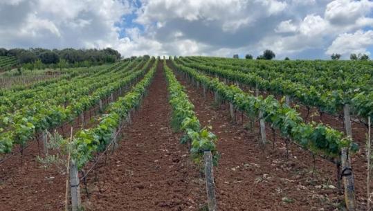 Fermerët e Kurjanit heqin dorë nga vreshtaria: Prodhonim 200 ton rrush në vit por nuk shitej, ra çmimi në 30 lek për kg