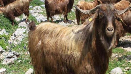 Rikthehet murtaja e bagëtive në Shkodër, groposen rreth 20 krerë dele! Karantinohet një fshat në Dajç
