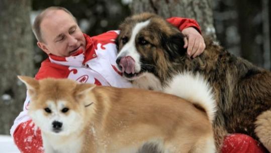 Ngordh Yume, qeni i Putinit që simbolizonte miqësinë e humbur mes Rusisë dhe Japonisë