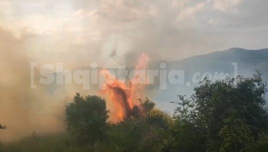 Po digjen edhe ullinjtë, zjarri në Hoshtimë të Vlorës favorizohet nga era e fortë 