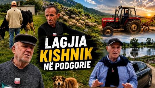 Veri-Jug/ ‘Na lanë vetëm’, fermerët e Kishnikut në Podgorie mes grurit, bagëtive e kostove të larta