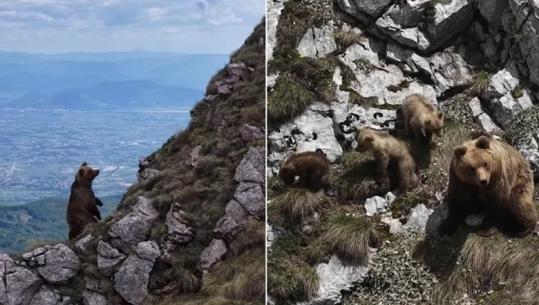 Pamje të rralla, arusha dhe të vegjlit e saj filmohen me dron në malet shqiptare (VIDEO)
