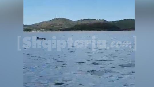 VIDEOLAJM/ Delfinët ‘pushtojnë’ brigjet e Jonit, dhurojnë spektakël në Ksamil