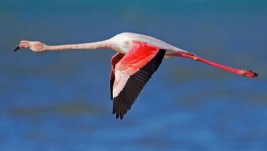 Ylli Pata: 'Flamingo Revolution', një axhendë politike anti-Trump?