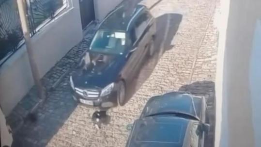 Korçë/ Shtypi me dashje qenin në rrugë, shpallet në kërkim shoferi i automjetit