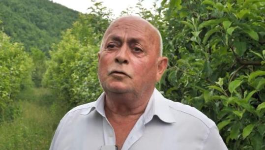 Një nga ne/ Moti dëmton qershitë, agronomi nga Gjorica i shqetësuar: Po dalim me humbje, tregu i pasigurt!
