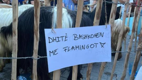 Dita e 18-të e protestës kundër investimeve në Zvërnec, dhitë ‘marrin’ stafetën e pankartave