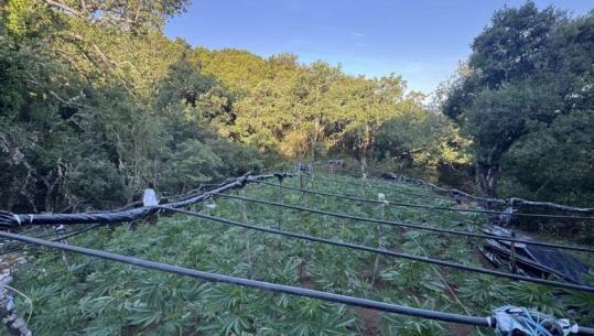 Shkatërrohet plantacioni i drogës me vlerë gjysmë milion euro në Greqi, në tendën e rojeve gjenden lekë shqiptare