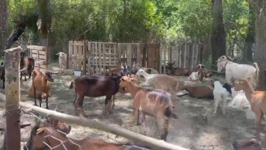Bagëtitë e ngordhura në përroin e Psarit, Shërbimi Veterinar i Gjirokastrës për Report Tv: Janë sulmuar nga ujqërit, mbetjet u groposën