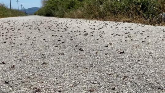 Lushnjë/ Karkalecat dëmtojnë 600 hektarë tokë në Tërbuf, fermeri: Preparatet janë të shtrenjta, askush nga shteti nuk është interesuar