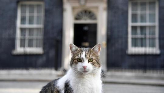Kryeministrat britanikë vijnë e ikin, por jo Larry! Macja e Downing Street që u ka mbijetuar trazirave