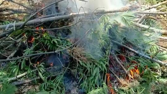 Kishin mbjellë 308 bimë kanabisi, pranga vëllait e motrës në Vaun e Dejës! Nën hetim kryeplaku i fshatit dhe roja i pyjeve (EMRAT)