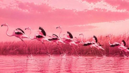 Kryeministri Rama ndryshon fotografinë e profilit dhe të kopertinës në Facebook, vendos pamje të flamingove, simbol i protestave 25 ditore në Tiranë