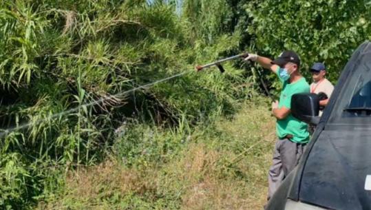Dezinsektohet Myzeqeja kundër mushkonjës ‘tigër’, specialistët e Shëndetit Publik në terren në të gjithë qarkun e Fierit