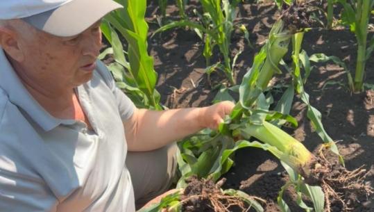 ‘I ka ngrënë rrënjët misrit’, insekti i rrezikshëm bën kërdinë në fushën e Maliqit! Bashkia: Fermerët ta spërkasin privatisht me dronë