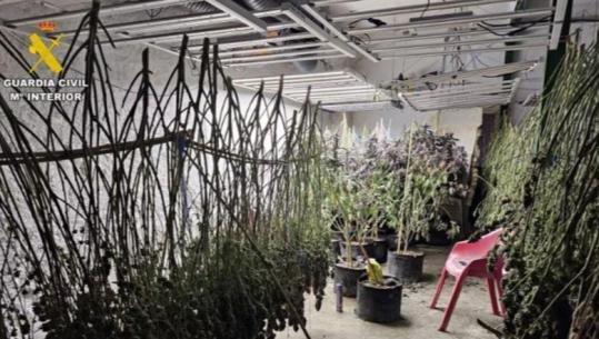 Plantacion i sofistikuar kanabisi në Spanjë, policia sekuestron 221 bimë narkotike, 6 shqiptarë në pranga