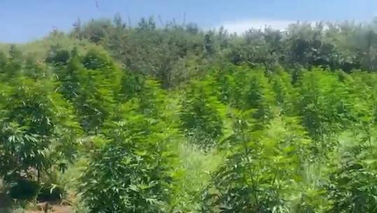 Zbulohet në Divjakë një parcelë me kanabis, 3 të arrestuar! Sekuestrohen 44 kg lëndë narkotike (EMRAT)