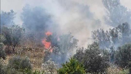 Sipërfaqja me ullishte përfshihet nga flakët në Drizë të Fierit! Terreni vështirëson ndërhyrjen e zjarrfikësve