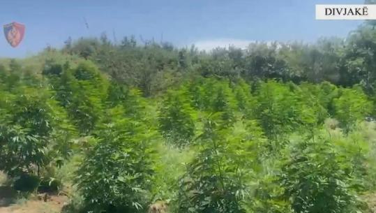 Dyshohet se lejuan kultivimin e lëndëve narkotike, AMP nis hetim ndaj zinxhirit komandues të komisariatit të Policisë Divjakë