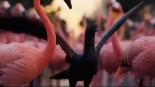 Balla ironizon protestën: Nuk është më e flamingove, por e Saliut