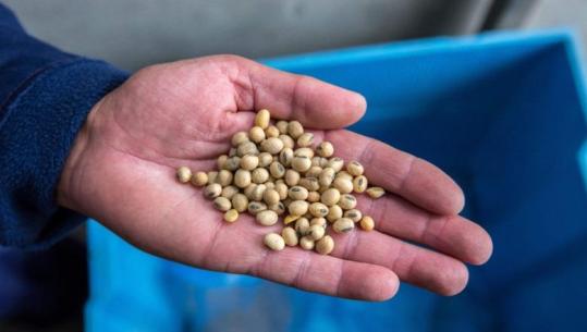 Goditje e dyfishtë! Pas luftës në Iran, çmimet e ushqimeve nën ndikimin e ‘Super’ El Niño! Analistët: Rritja mund të zgjasë deri në vitin 2028