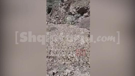 VIDEOLAJM/ Qindra peshq të ngordhur në në rezervuarin e Gjinikas në Maliq