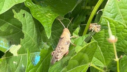 Karkalecat shkatërrojnë prodhimet bujqësore në Kolonjë, fermerët kërkojnë sperkatje me pesticide nga Drejtoria e Bujqësisë