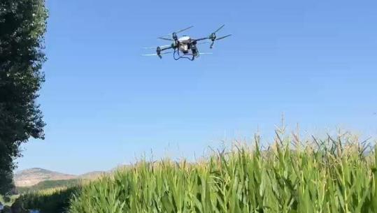 Maliq, nis spërkatja e misrit me dron për të luftuar insektet