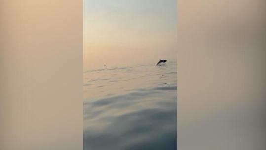 Pamje mahnitëse, delfinët i dhurojnë spektakël turistëve në Gjirin e Vlorës
