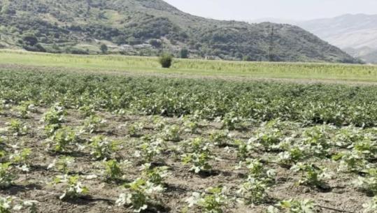  Tokat po thajnë për ujë në Drashovicë të Selenicës, fermerët: Kanalet nuk pastrohen! S’kanë as treg për produktet bujqësore