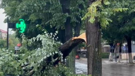 Shiu dhe breshëri sjellin problemet e para në Korçë, pema rrëzohet mbi trotuar dhe bllokon kalimin e këmbësorëve