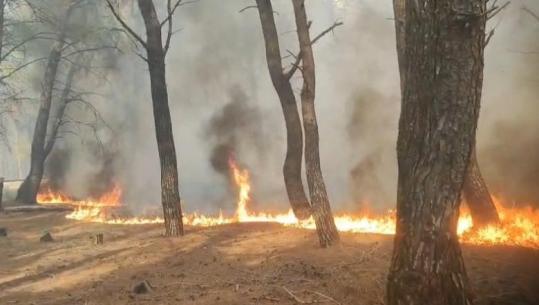 Zjarr i përmasave të mëdha në pyllin e Sodës, rrezikohen sipërfaqe pyjore (VIDEO)