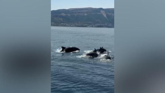 Delfinët 'vallëzojnë' në Gjirin e Vlorës, dhurojnë spektakël në ujërat e kristalta të jugut (VIDEO)