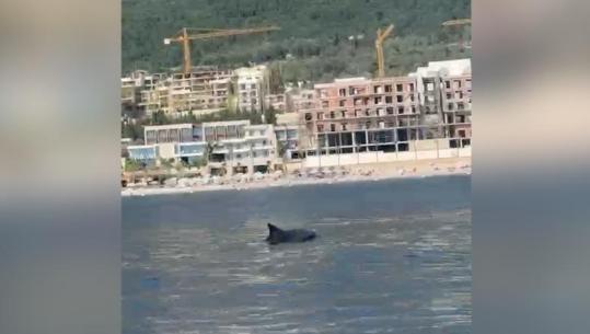 Delfinët afrohen pranë bregut të Drimadhes, spektakël i rrallë për pushuesit