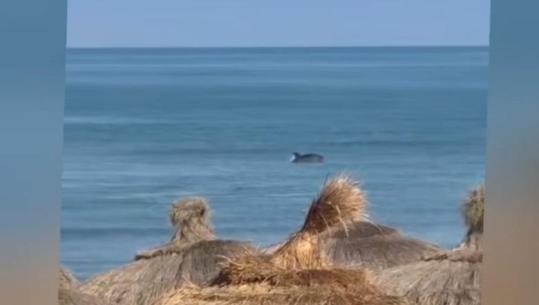 Spektakël në ujërat e Darëzezës, delfini lodron pranë bregut 