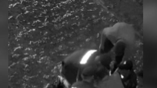 ‘Shtrihu në tokë’, Report Tv siguron VIDEO-n kur policia arreston vrasësin e 21-vjeçarit në Korçë: Ku është kallashi?
